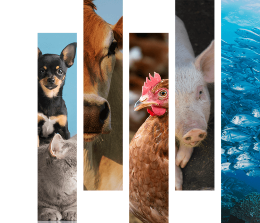 mitos e verdades sobre o bem-estar animal