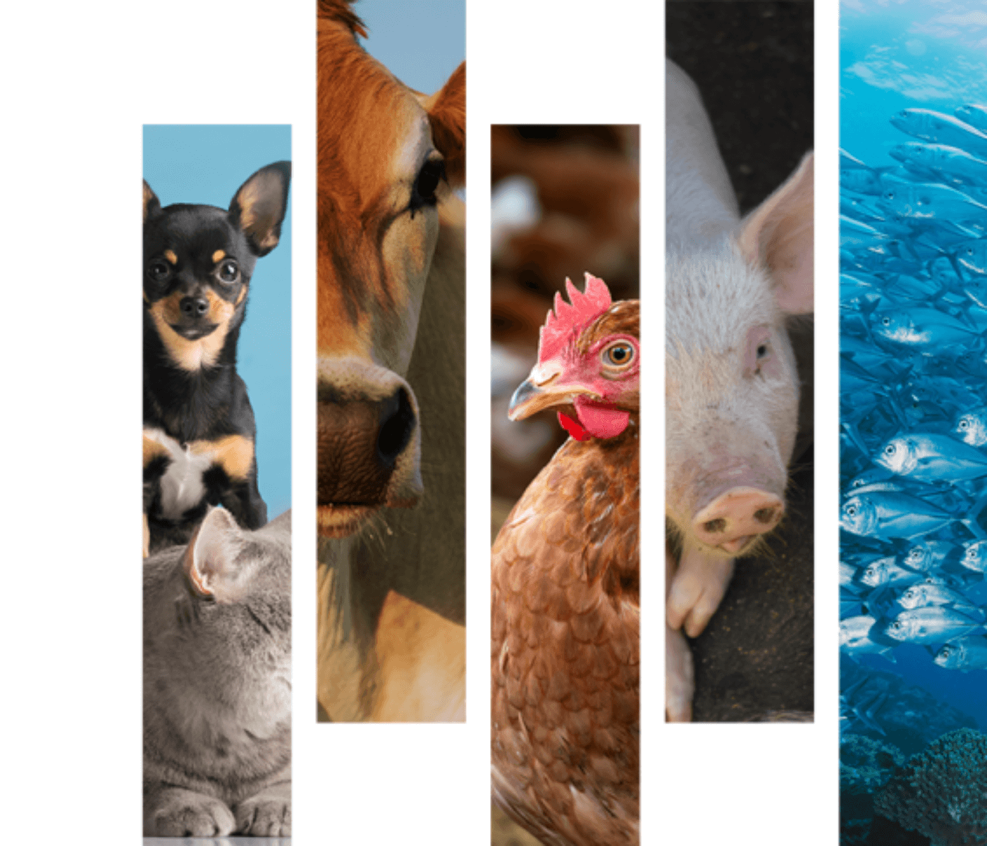 Conheça mitos e verdades sobre o bem-estar animal e a evolução do conceito