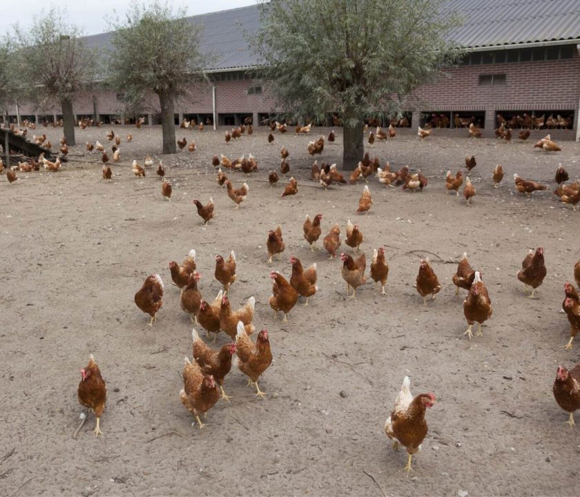 UK poultry outside