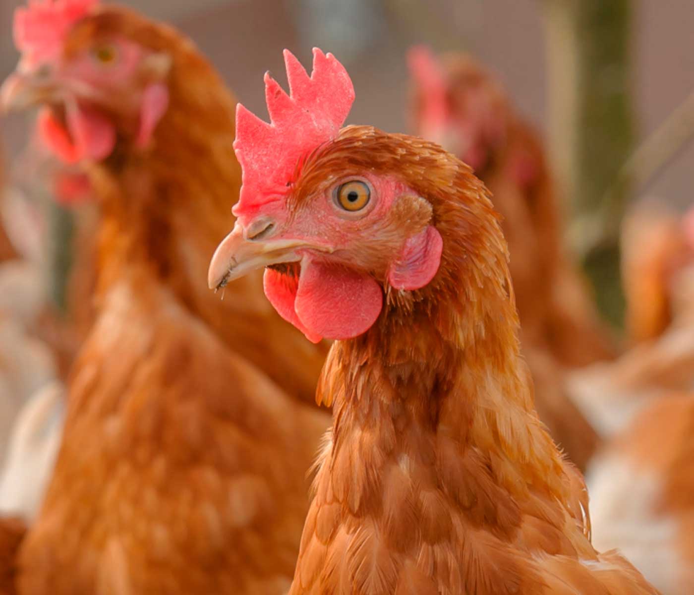 The keys of savings in poultry ventilation