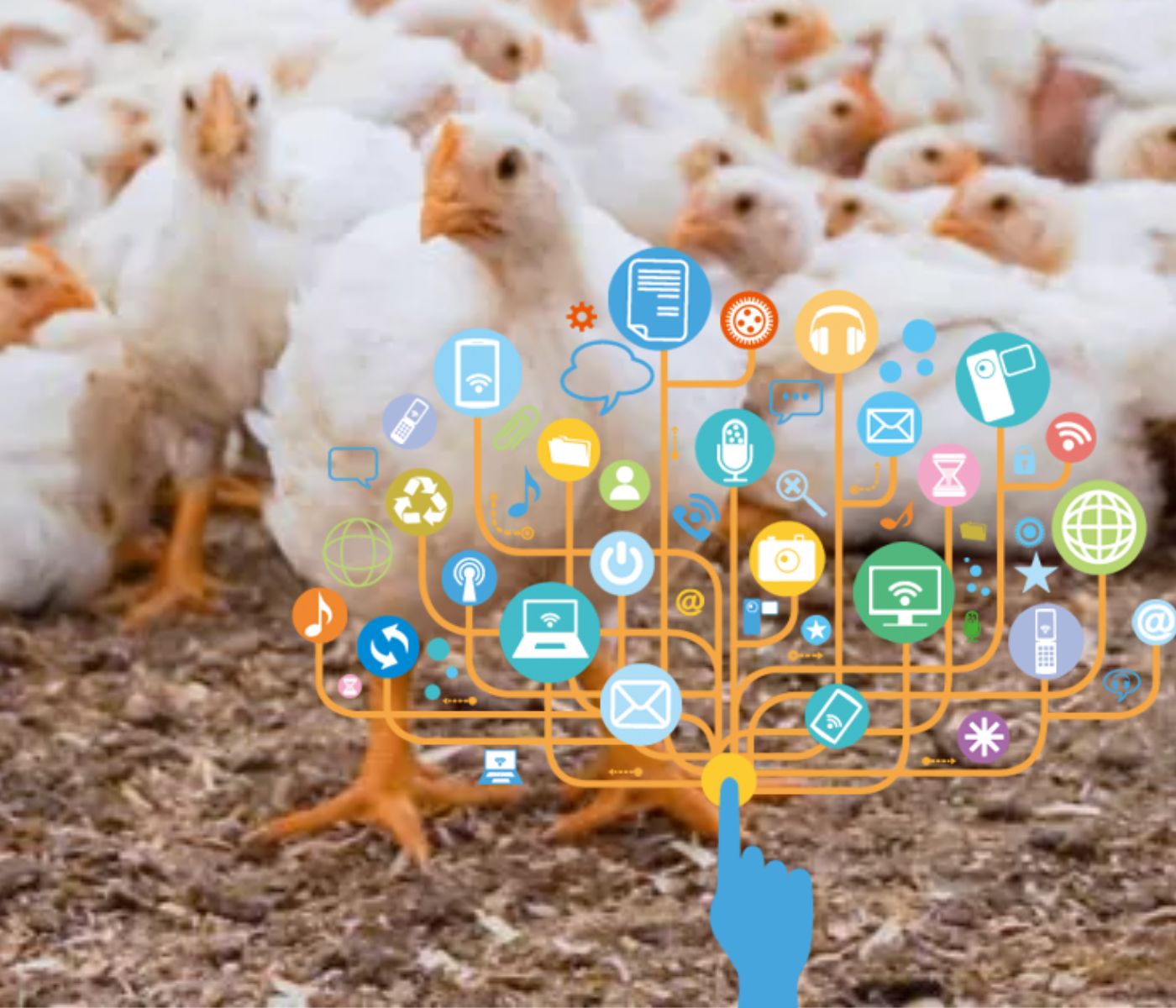 Futuro de las evaluaciones de bienestar y salud de las aves: Utilizando el internet de los animales