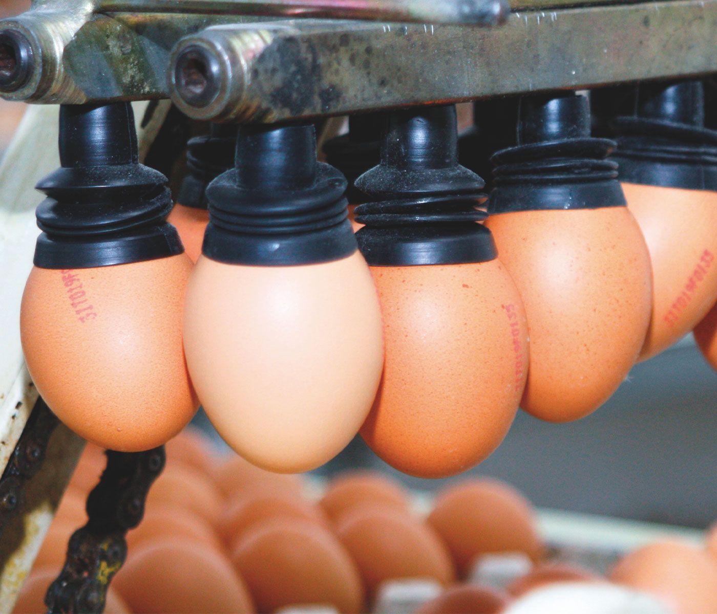 ¿Cómo evoluciona el sector español en la exportación de ovoproductos?