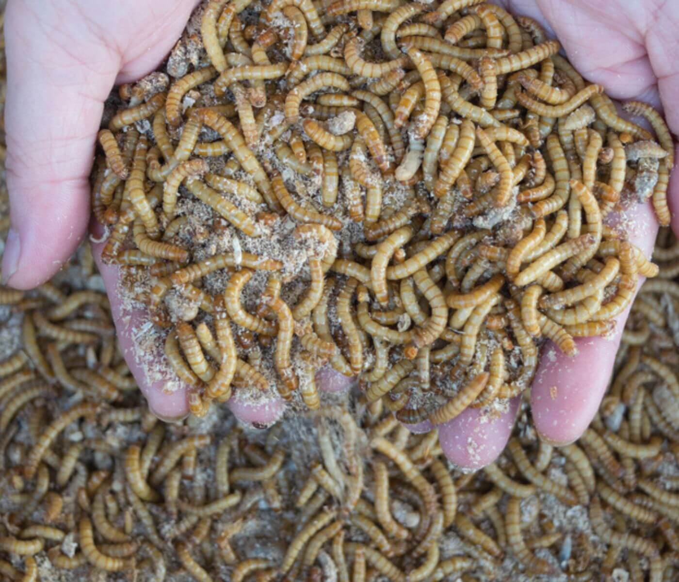 Compilation on the use of insects in poultry feed