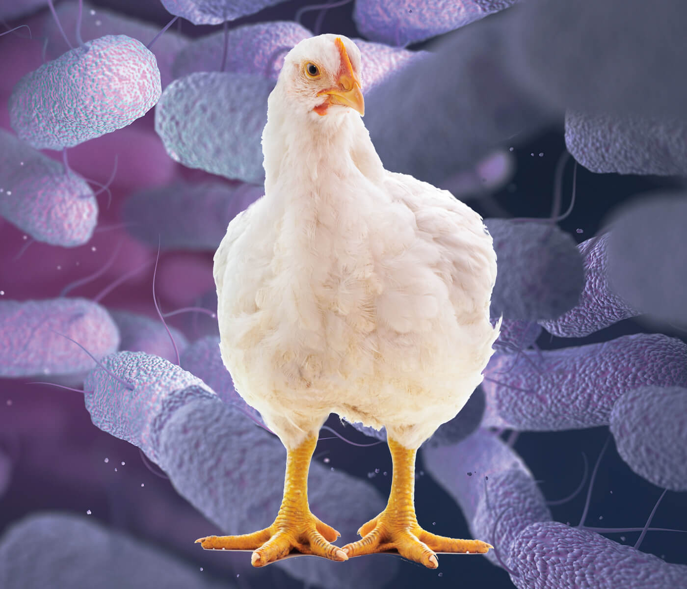 Salmoneloses - aviNews, the global poultry magazine