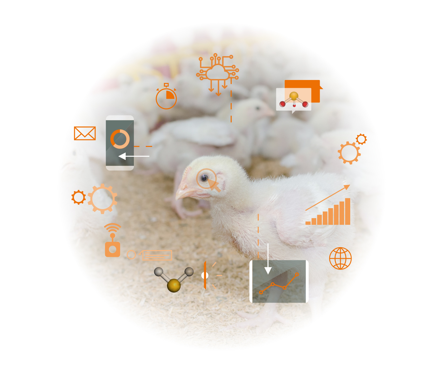 Gases nocivos emitidos por granjas avícolas: Cómo disminuir el impacto...