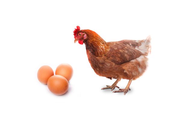 La calidad de la cáscara del huevo es un parámetro crítico