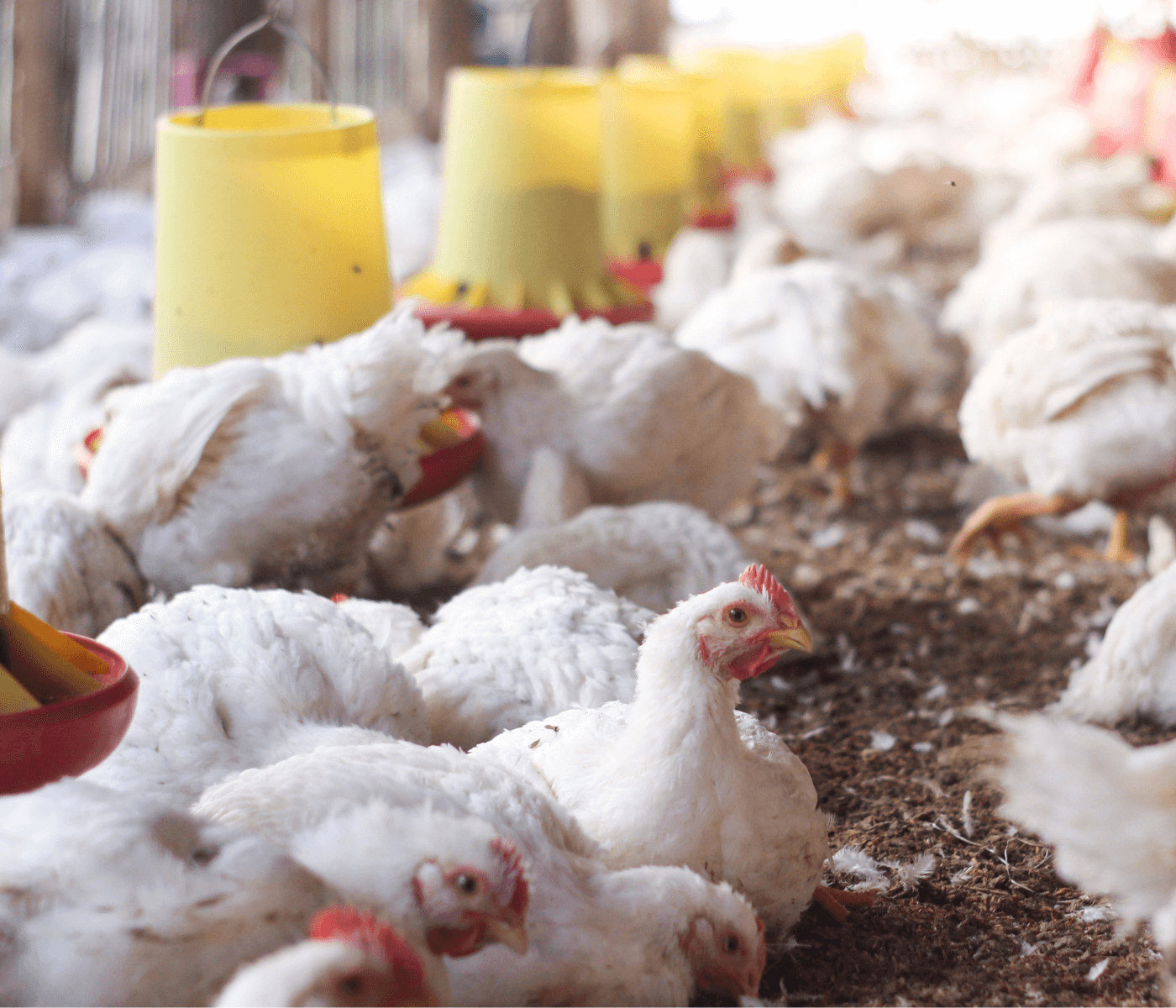 Custos de produção de frangos de corte caem mais de 6% em abril