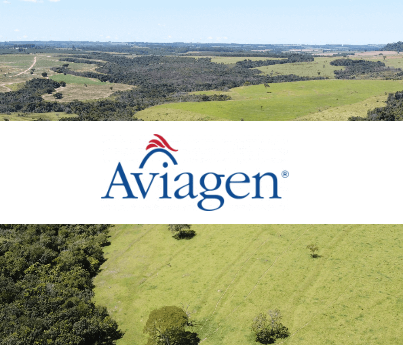 Aviagen anuncia investimentos de R$ 250 milhões em novo projeto...