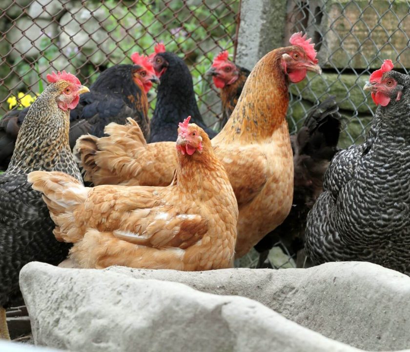 Slow-growing hens research