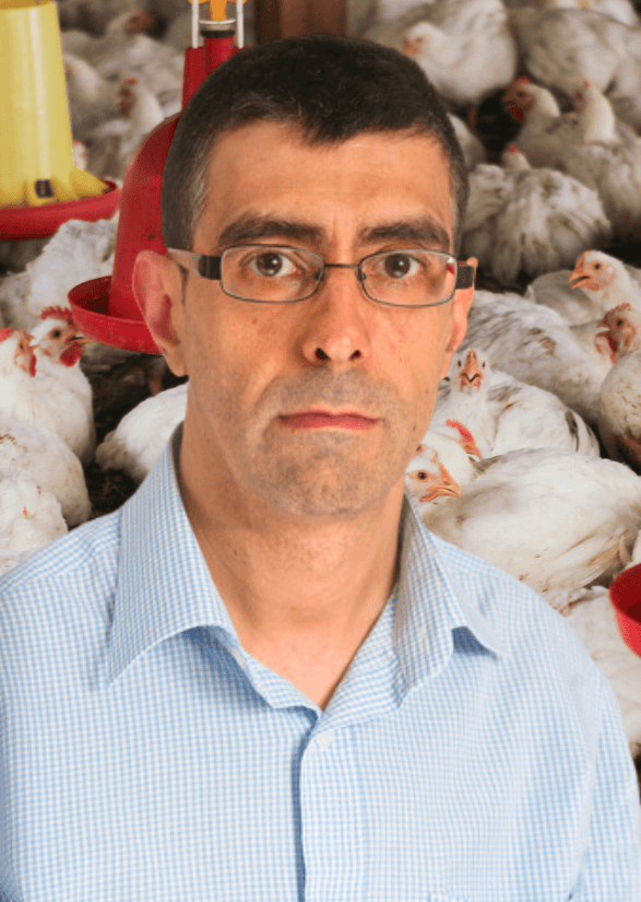Vacunación de Salmonella en pollos de engorde