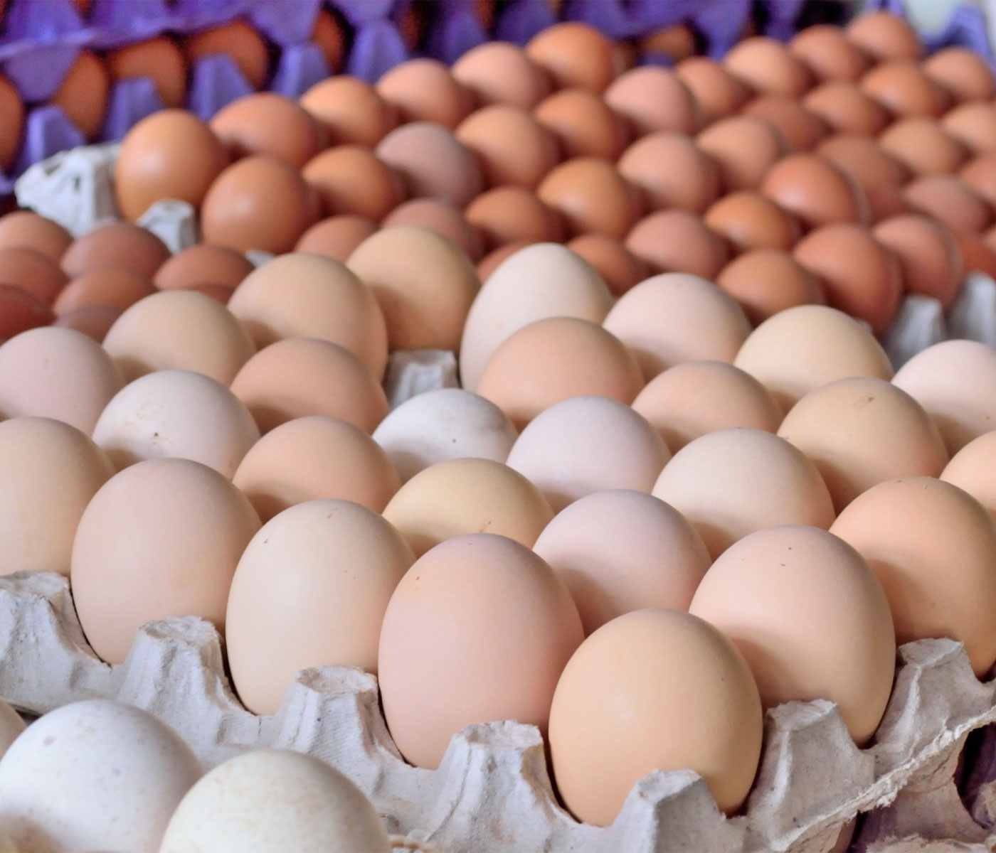 Consulta pública de la comisión de la UE sobre los cambios en la comercialización de huevos