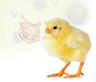 Iamgen Revista A importância da saúde intestinal para aves de corte e postura