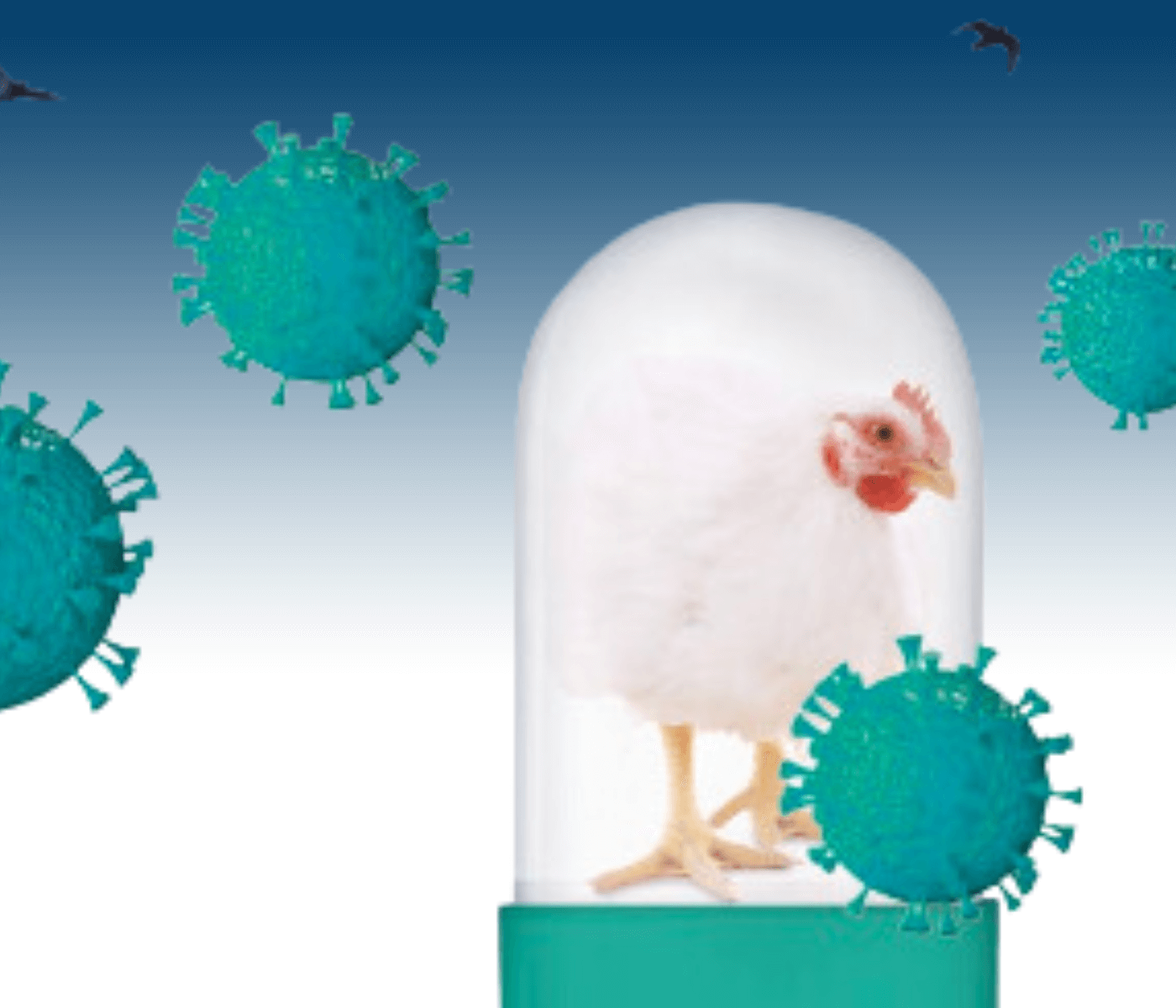 Princípios de biosseguridade na avicultura com ênfase no controle de Síndrome Entérica – um novo olhar 
