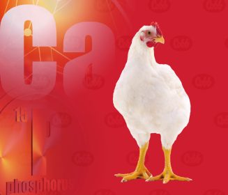 Iamgen Revista Cálcio e Fósforo: Um equilíbrio necessário em dietas de frangos de corte – Parte II