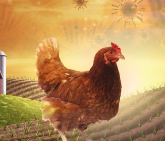 A importância de uma poedeira produtiva em tempos de influenza aviária