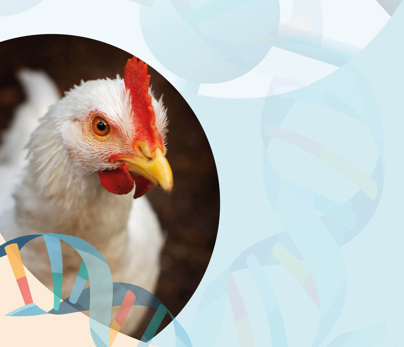 Metionina na dieta de aves e seu papel na prevenção antioxidante do organismo – Parte II