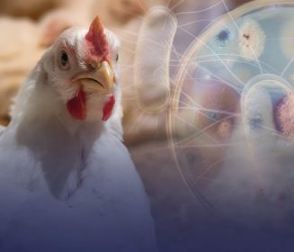 Iamgen Revista A importância da redução da carga de salmonela na indústria avícola