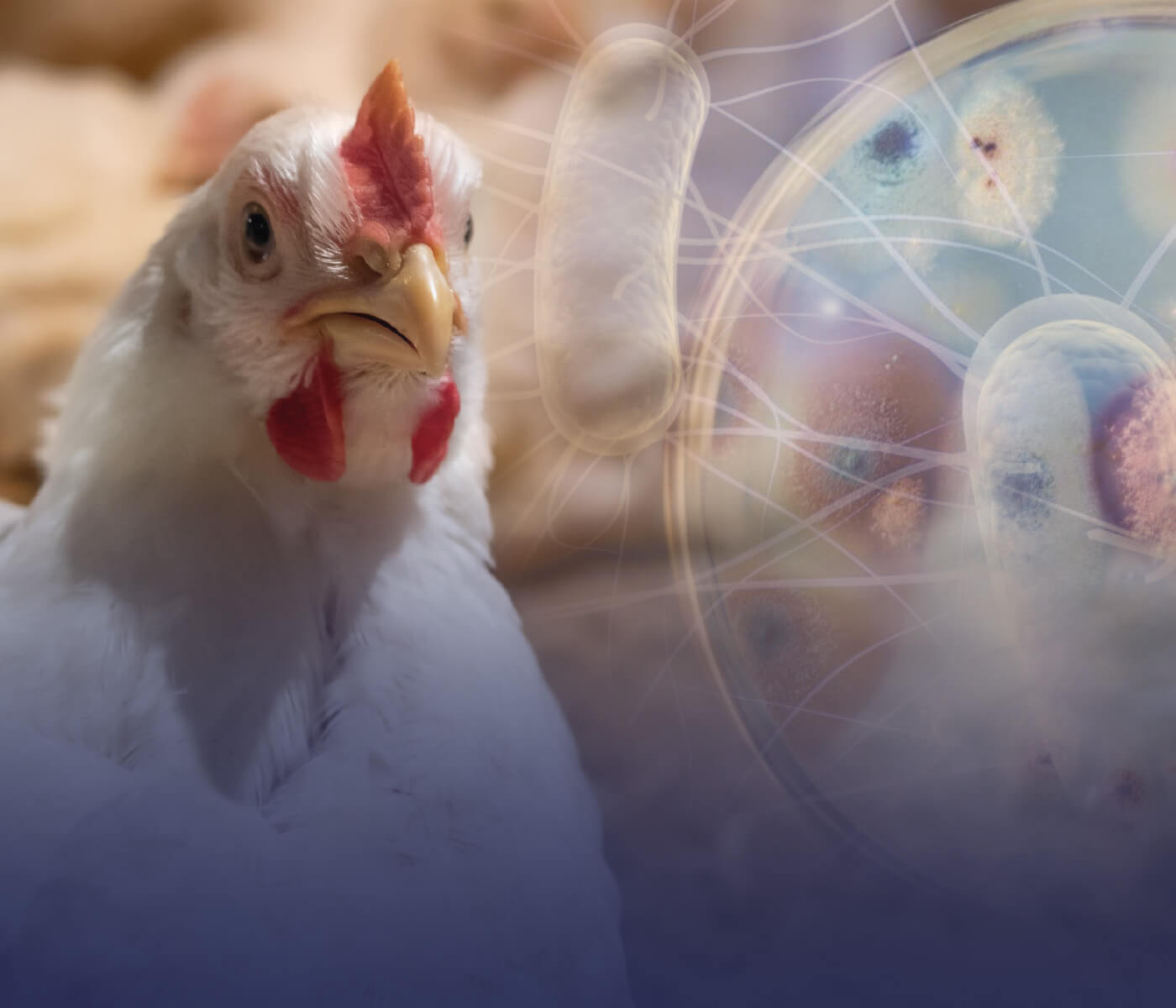 A importância da redução da carga de salmonela na indústria avícola