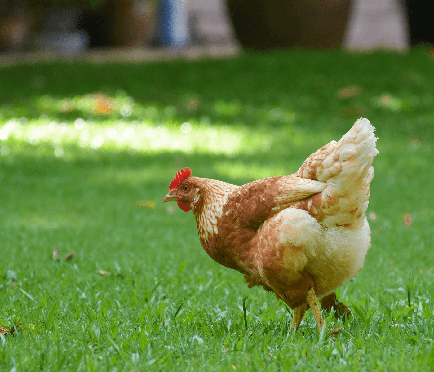 Bem-estar animal e sustentabilidade na avicultura: entenda como aplicar os conceitos de forma eficaz no sistema produtivo