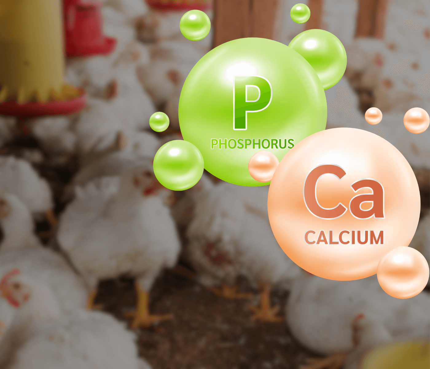 Cobb-Vantress defende equilíbrio entre cálcio e fósforo em dietas de frangos de corte