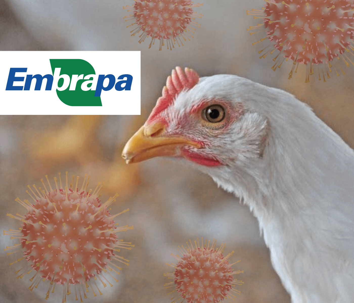 Influenza aviária acende alerta no Brasil