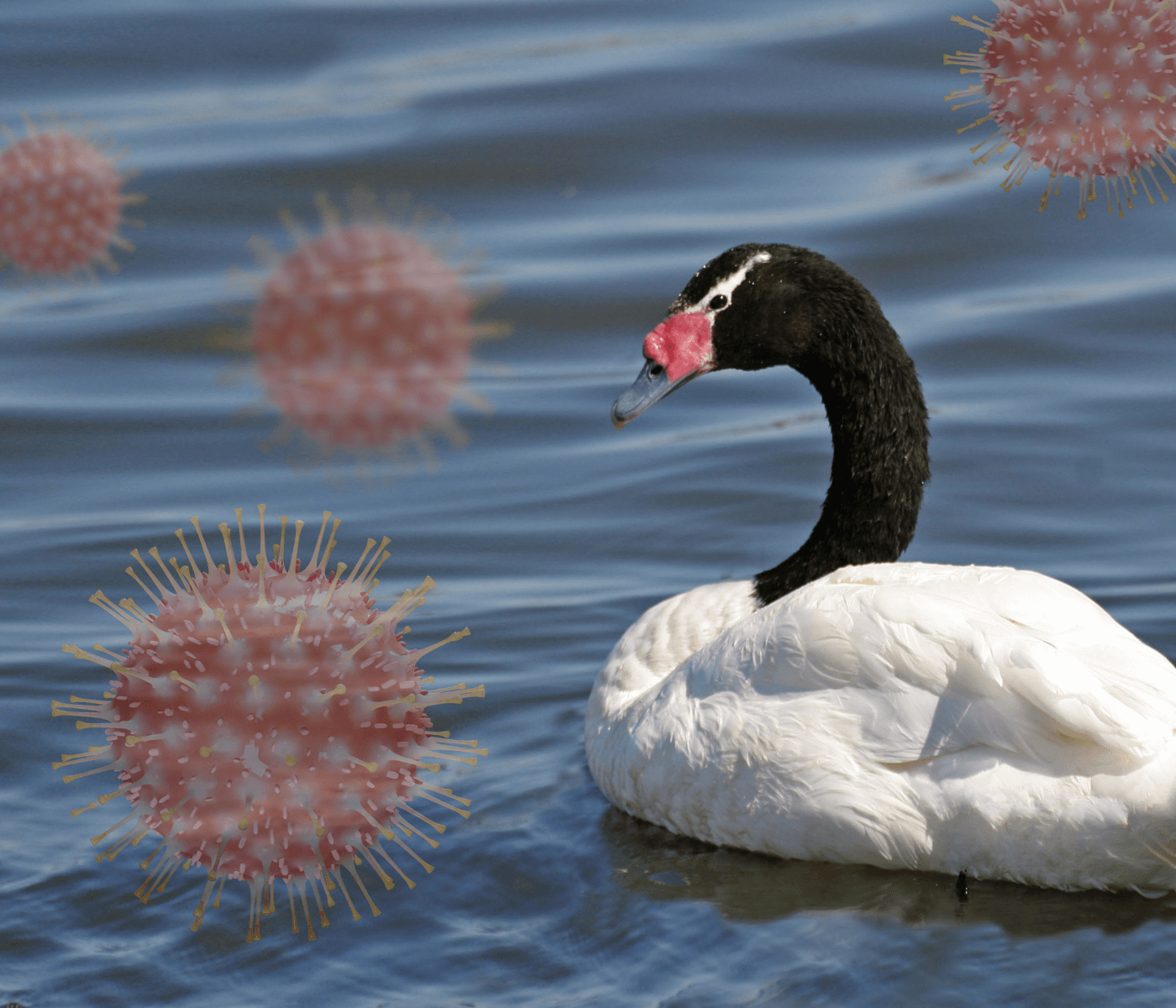 Rio Grande do Sul registra primeiro foco de influenza aviária em aves silvestres