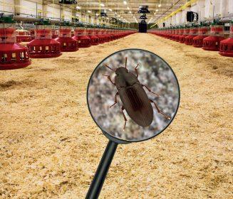 Conceito e fundamento sobre biosseguridade com ênfase no cascudinho