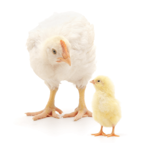 Princípios de biosseguridade na avicultura com ênfase no controle de Síndrome Entérica – um novo olhar 