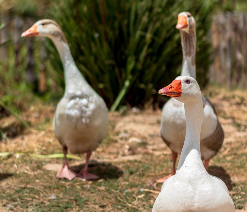 EFSA considera mejorar bienestar de patos, ocas y codornices
