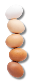 nova classificação dos ovos