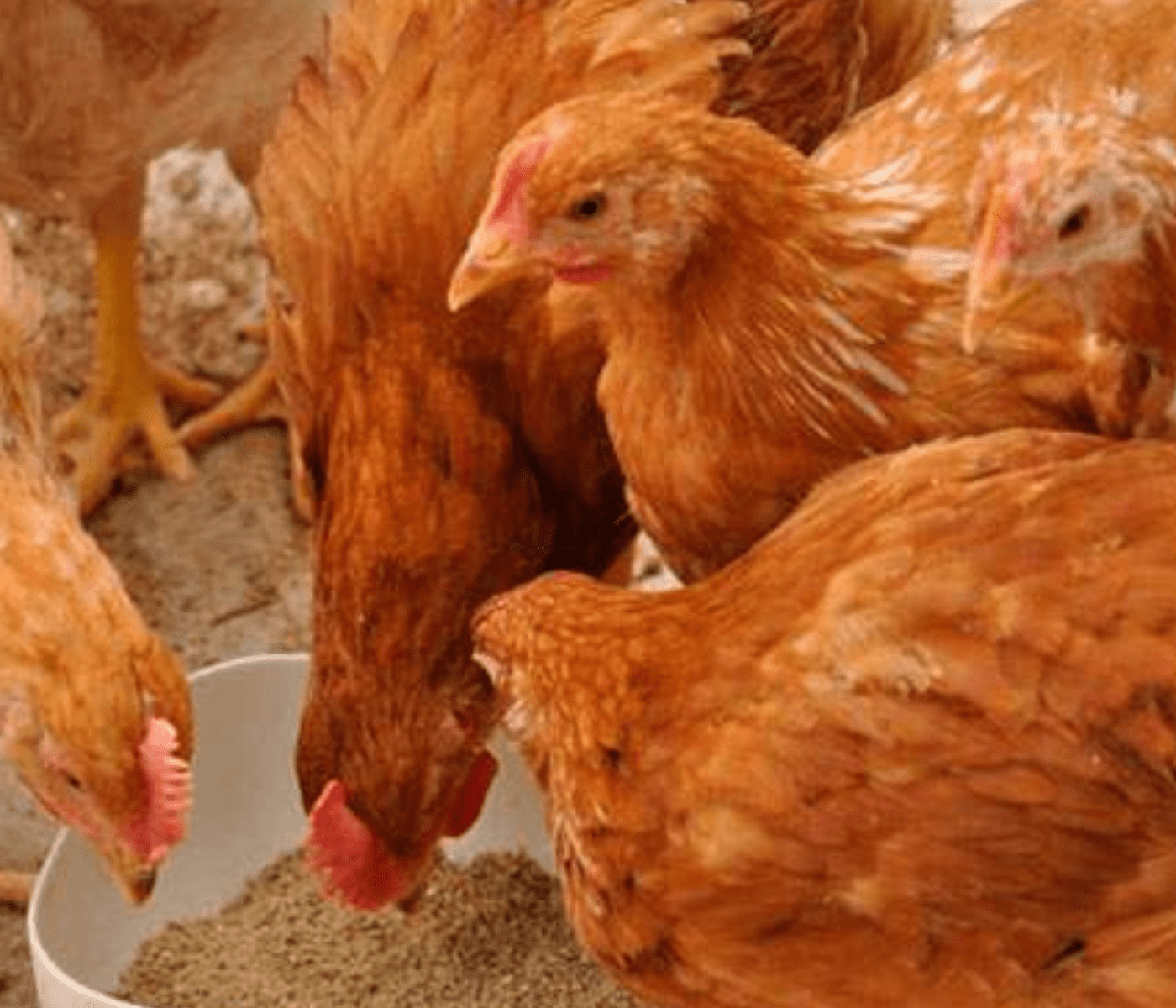 Paraguay reporta casos de Influenza Aviar de Alta Patogenicidad en aves de traspatio