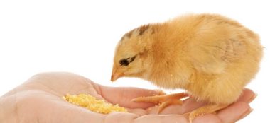 Alimentación temprana: ¿Qué hacer para mejorar la salud del ave?