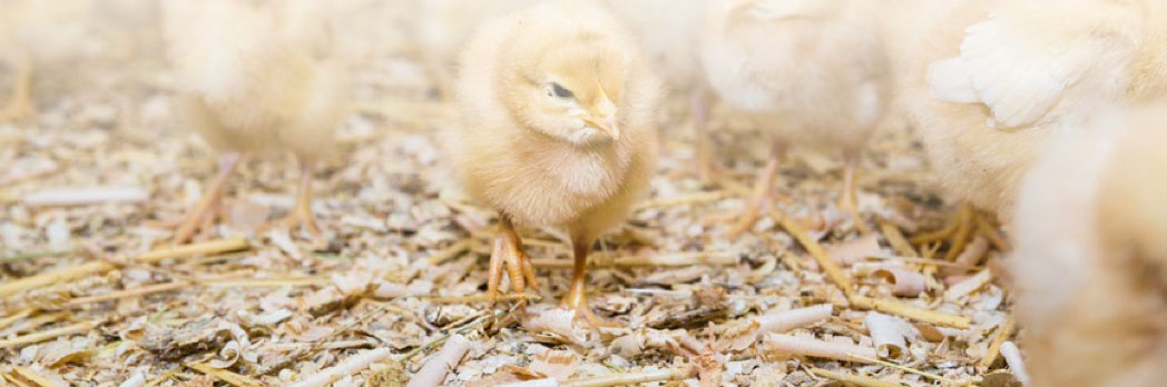 Granjas avícolas, todo lo que debes de saber por Jose Luis Valls