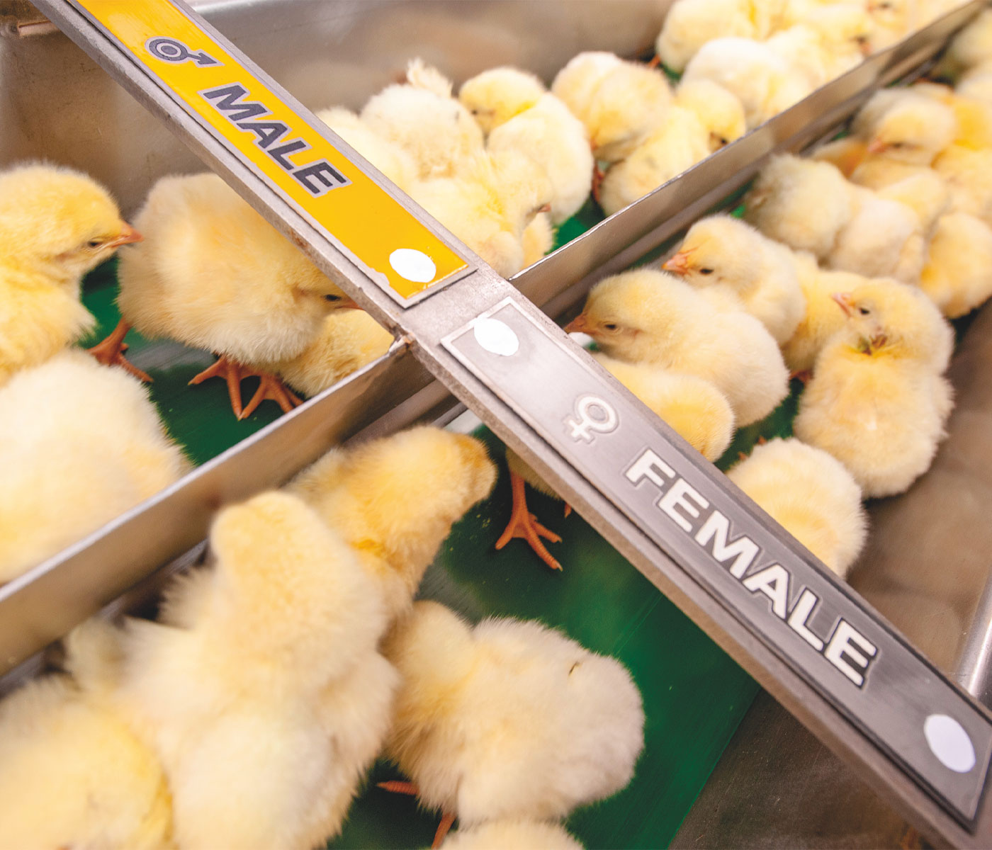 Soluciones y retos del sector avícola de puesta para acabar con el sacrificio de los pollitos macho