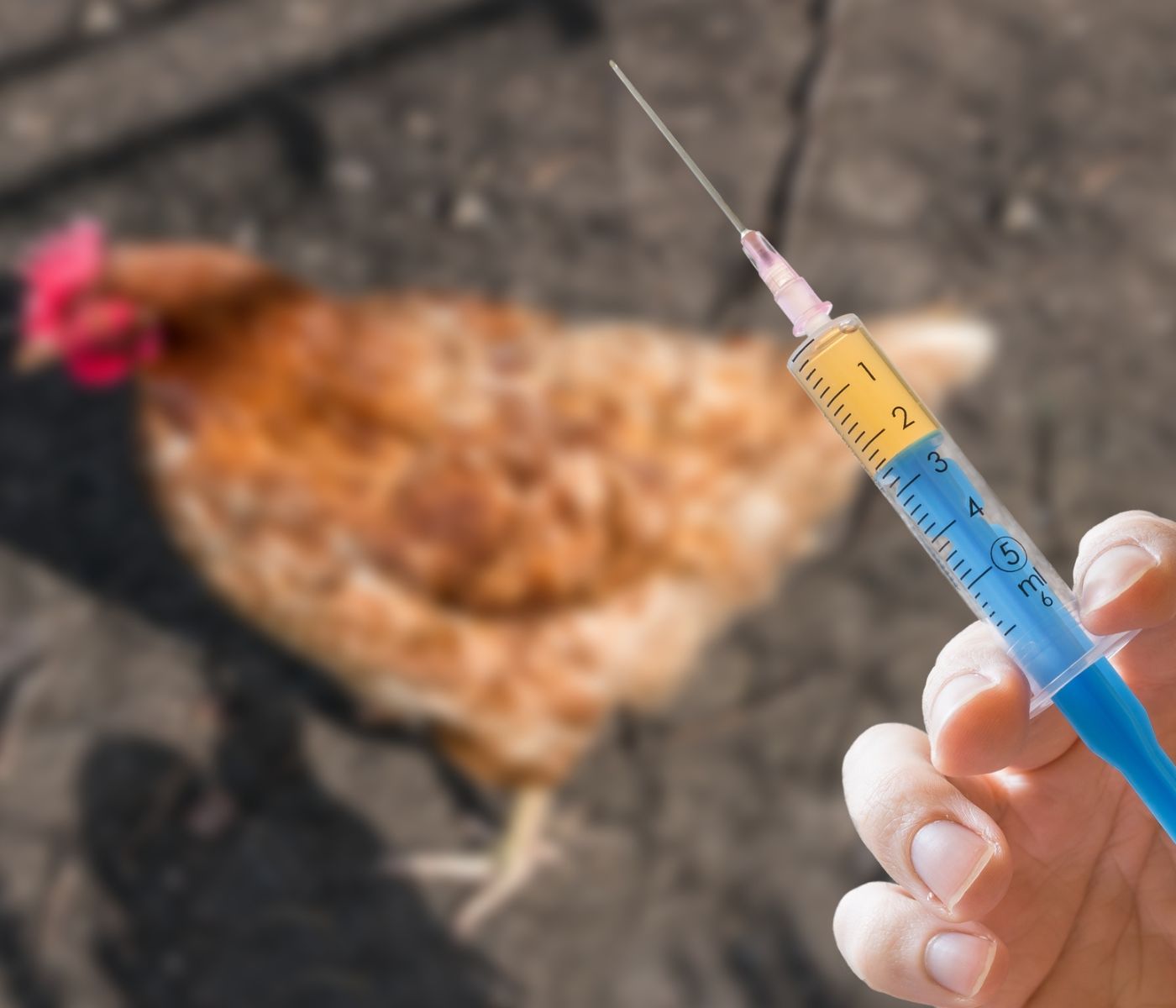 MGAP comienza vacunación contra Influenza Aviar en Uruguay: Productores avícolas destacan la medida