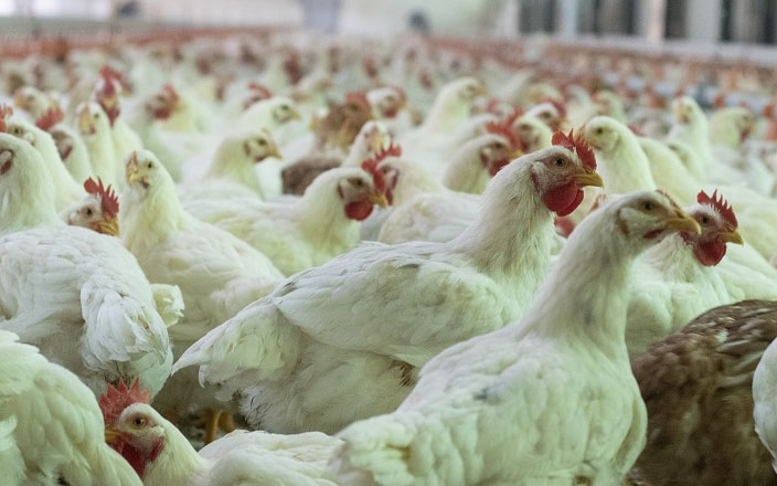 Un “World Poultry Day” con poco que celebrar para el sector de la producción de  carne avícola española