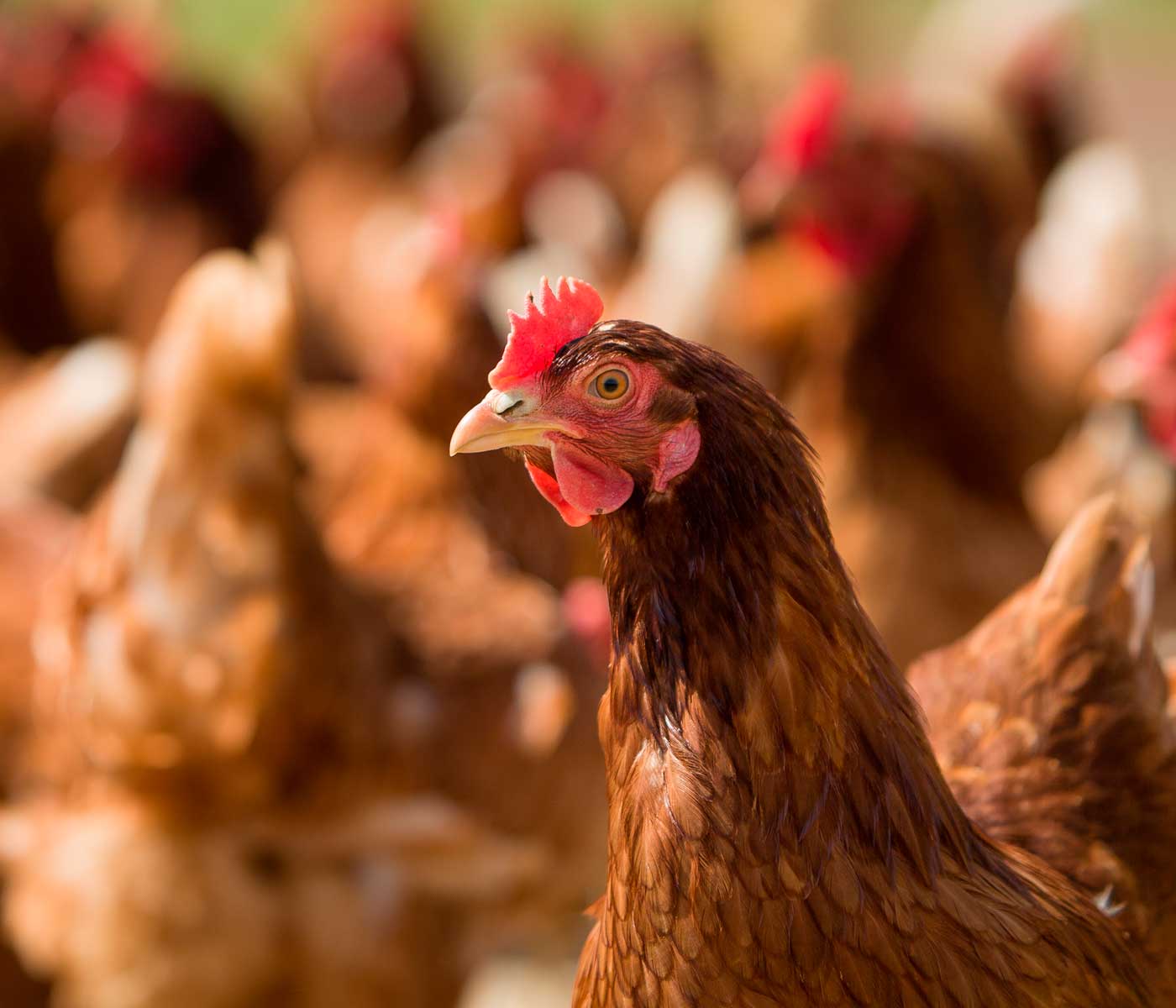 Programa de capacitación de la WVEPAH en español «Salud de gallinas ponedoras y producción de huevos»