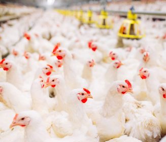 Evonik discute uso de probióticos para promover melhor saúde intestinal, melhor desempenho e rentabilidade na avicultura
