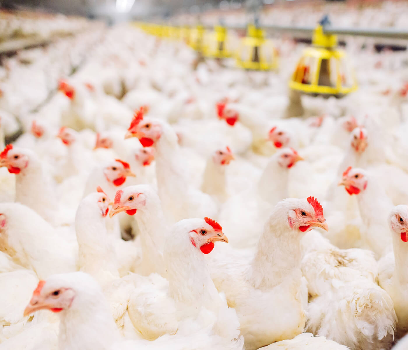 La utilización de Ecobiol® (B. amyloliquefaciens CECT 5940) reduce la microflora patógena en el intestino y mejora el rendimiento de los pollos de engorde