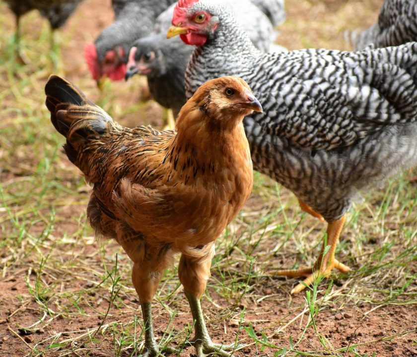 Brasil confirma primer caso de Influenza Aviar en una granja de aves domésticas