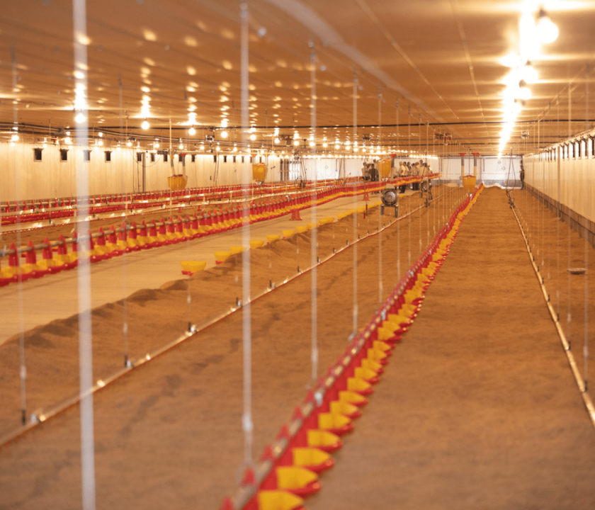 Guatemala inauguran granja avícola sostenible