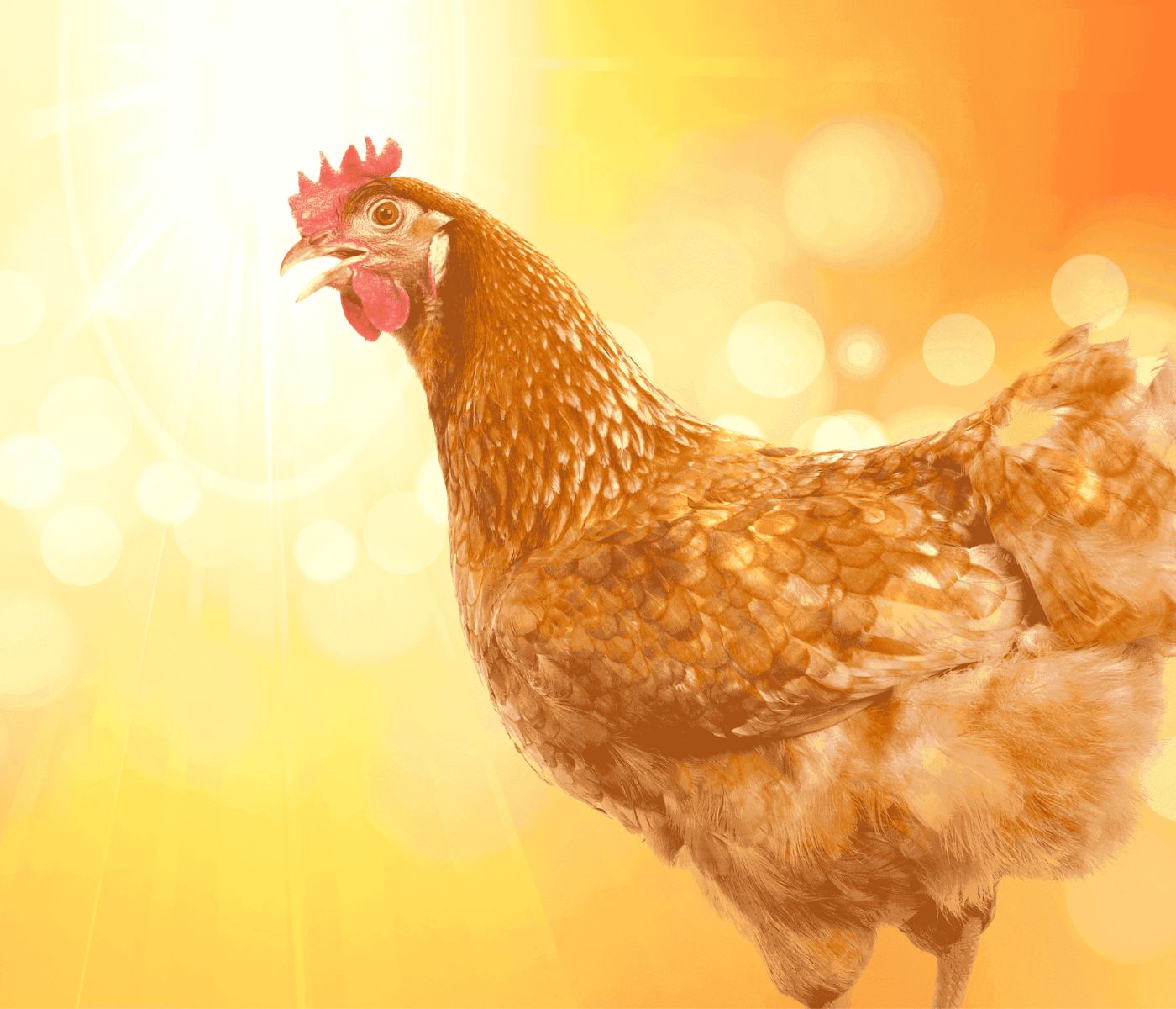 Olas de calor y la importancia del ambiente en la avicultura de postura