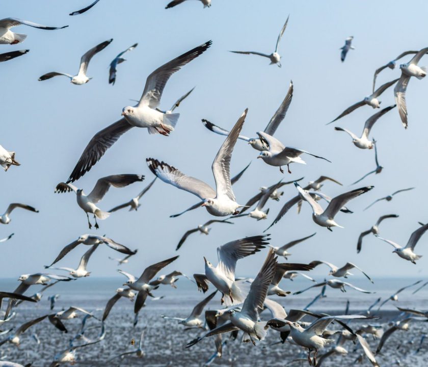 Perú redobla esfuerzos por aumento de Influenza Aviar en aves silvestres