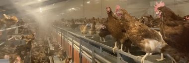 Beneficio de la nebulización de agua en gallinas ponedoras