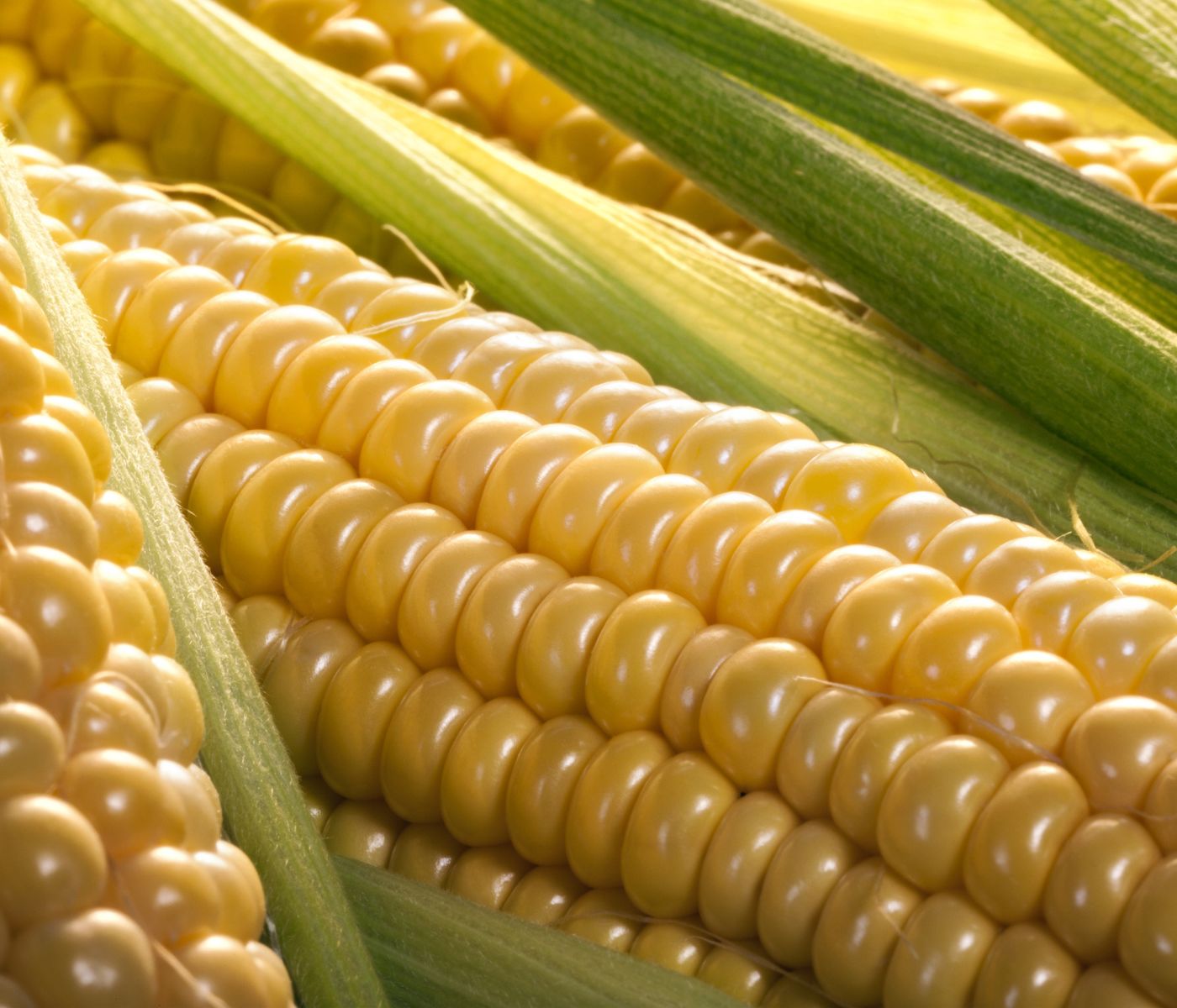 Avicultores mexicanos: Instan al gobierno a no restringir importación de maíz amarillo desde EEUU
