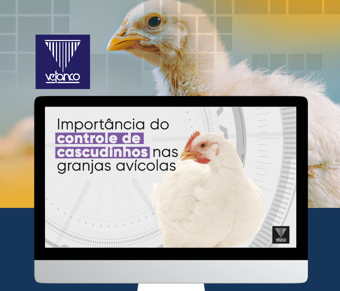 Importância do controle de cascudinhos nas granjas avícolas
