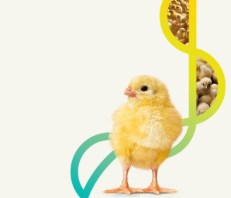  Pontos importantes na aplicação de probióticos via spray em incubatórios de aves