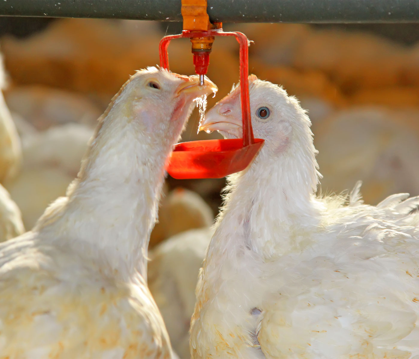 ¿Cómo detectar de manera precoz los cambios de comportamiento durante el estrés térmico en pollos de engorde?