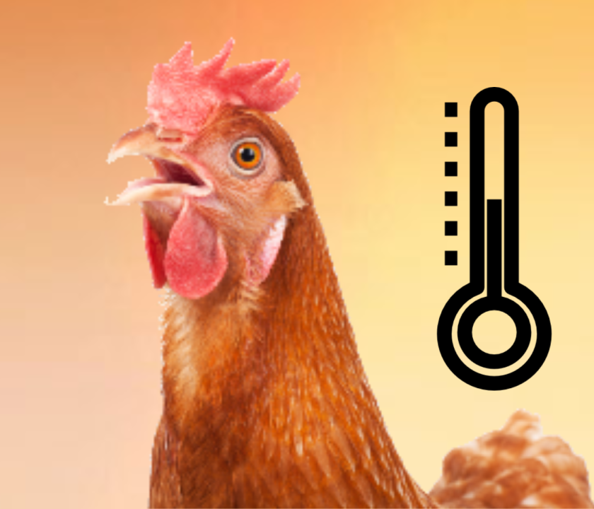 ¿Cómo manejar el estrés por calor en gallinas ponedoras comerciales?