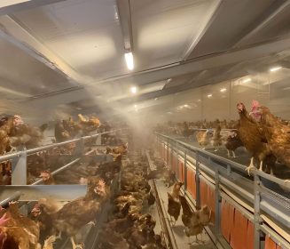 Descubre el beneficio de la nebulización de agua para la cría de aves en granjas avícolas y gallinas ponedoras